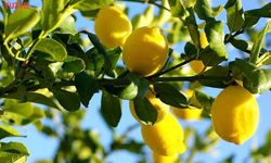 Üretici Limondan Umduğunu Bulamadı