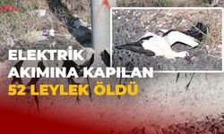 Elektrik Akımına Kapılan 52 Leylek Öldü