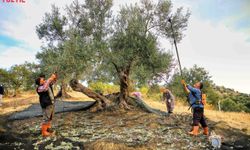 Mersin’de Zeytin Hasadı Başladı