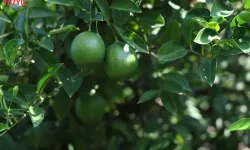 Üretici Zorda: Limon 5, Mandalina 7 Liraya Düştü!