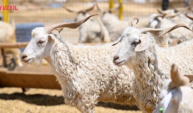 Vekaletle Kurban Kesim Bedelleri Açıklandı