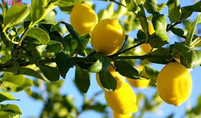 Üretici Limondan Umduğunu Bulamadı