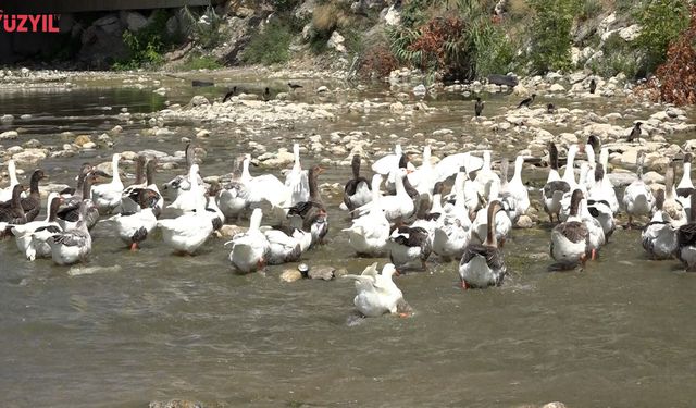 Babil Deresi Kuşları Sel Mağduru