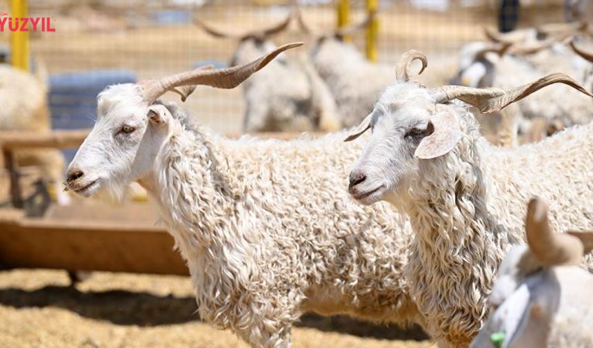 Vekaletle Kurban Kesim Bedelleri Açıklandı