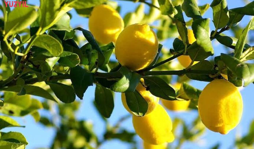 Üretici Limondan Umduğunu Bulamadı