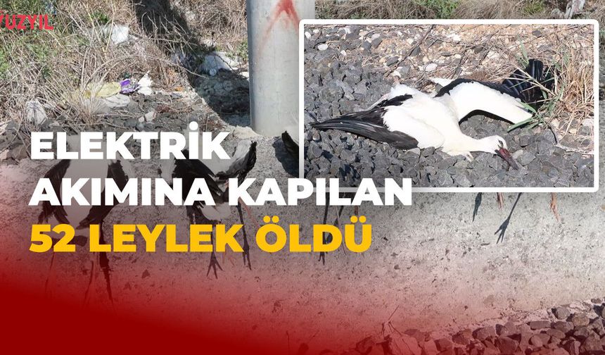 Elektrik Akımına Kapılan 52 Leylek Öldü