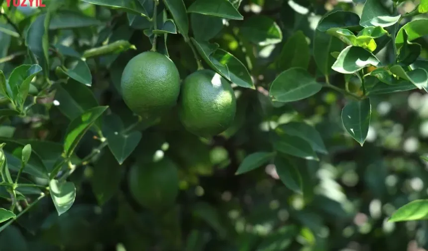 Üretici Zorda: Limon 5, Mandalina 7 Liraya Düştü!