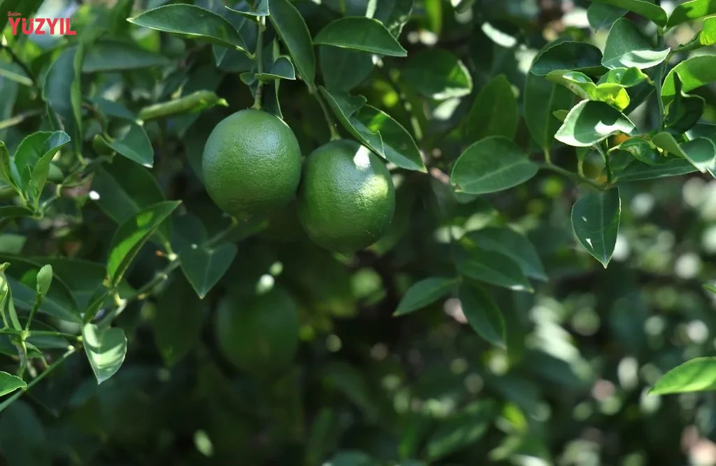 Üretici Zorda: Limon 5, Mandalina 7 Liraya Düştü!